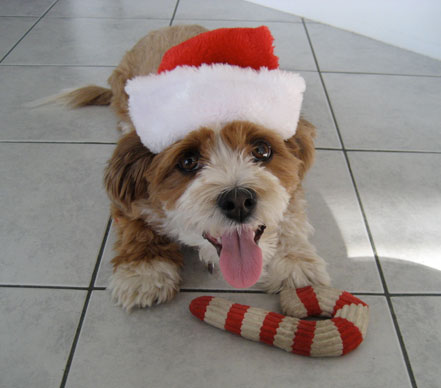 Chloe, a 2-year-old havanese