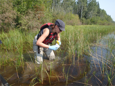 CRI student Stephanie Connor collecting an environmental DNA sample in a tributary of the Slave River, AB