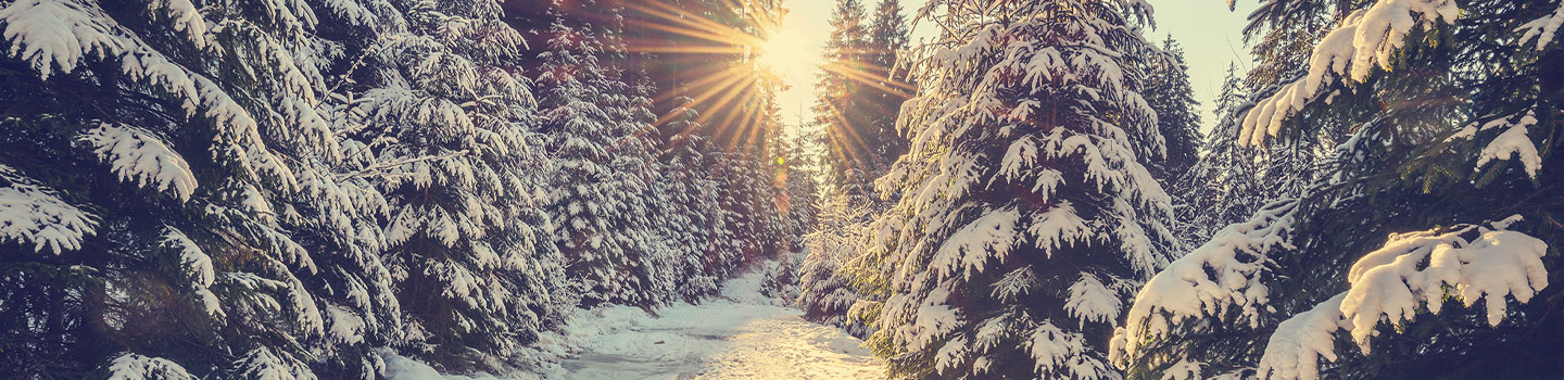 Photography of a sunset on a snow covered forest