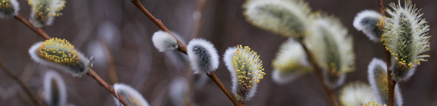 Photo of a branch of pussywillows