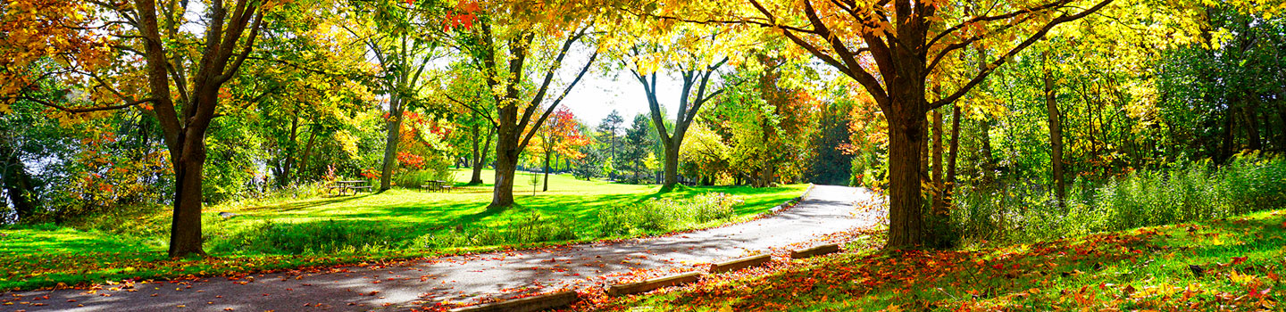 Photo of fall leaves