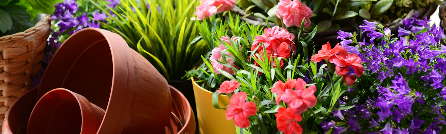 Photo of flowers and flowering pots
