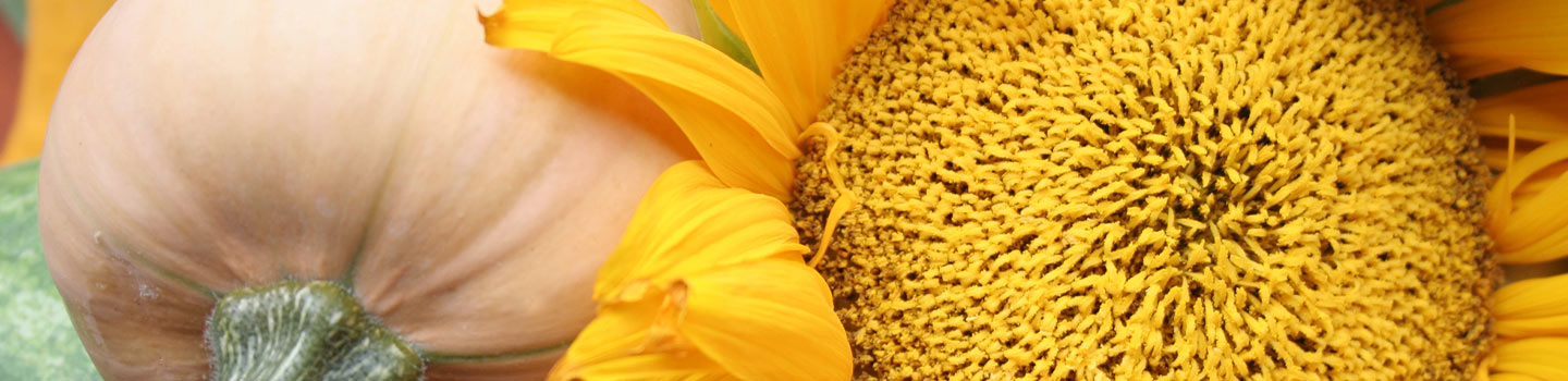 Photo of pumpkins and a sunflower