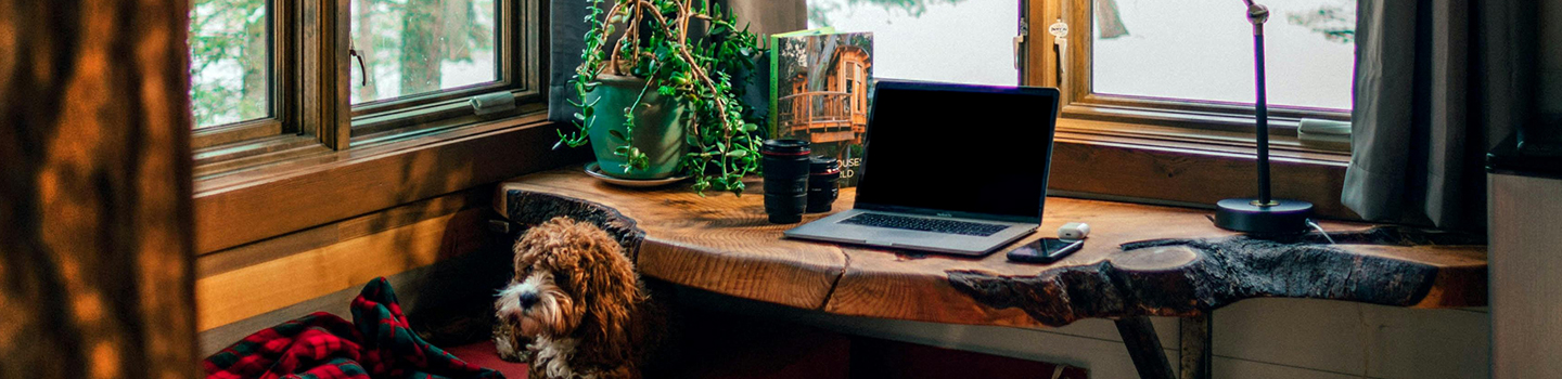 Photograph of a cozy desk and laptop with a dog and blanket nearby
