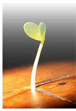 Plant growing out of the ground