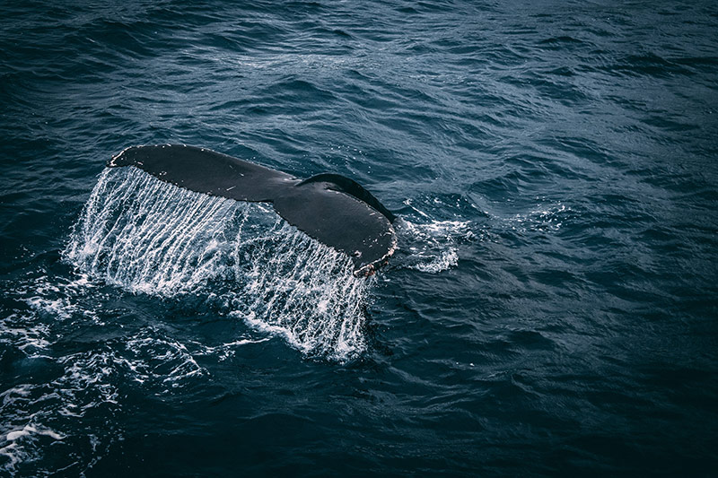 UNB researcher contributing expertise to initiative to help protect whales