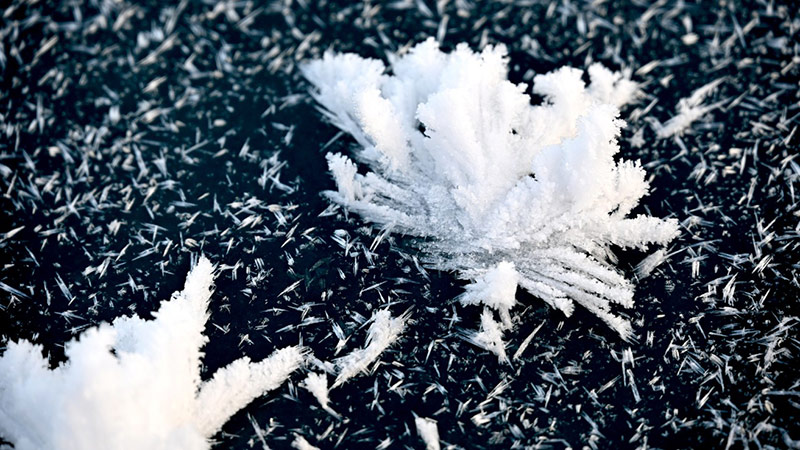 Frost flowers at the surface of the sea ice with the glacier front in background. Photo: Audrey Limoges.