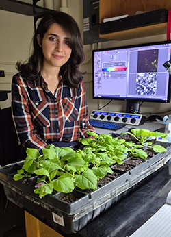 Negar Khorshidi, Chemistry PhD student, studies monoterpene indole alkaloids biosynthesis in tobacco with Dr. Yang Qu.