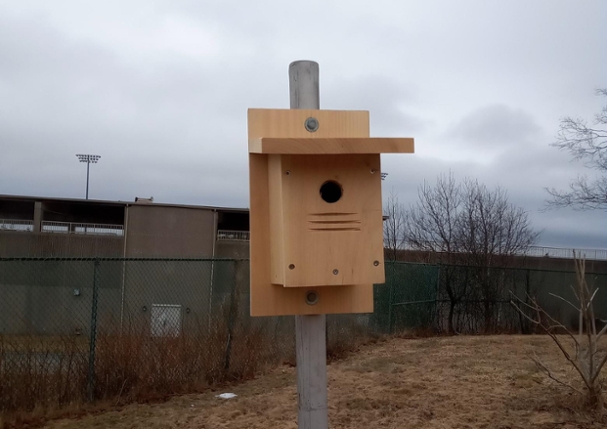 Nestbox on the UNB Campus